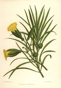 Oleandro giallo o noce fortunata, Thevetia nerifolia (Thevetia nereifolia) da Unknown